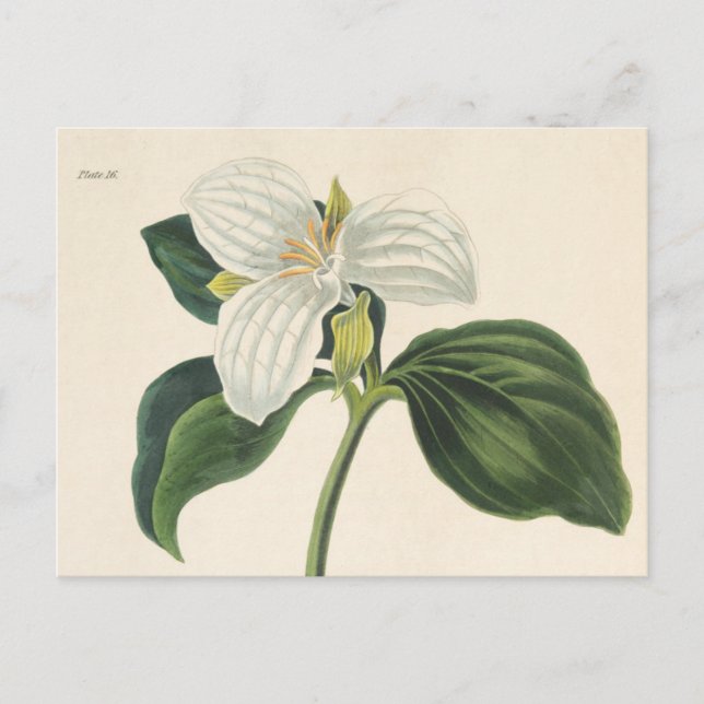Stor blommad trillium vykort (Framsida)