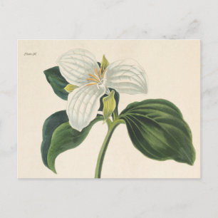 Stor blommad trillium vykort