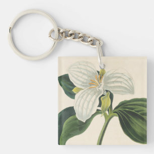 Stor blommig Trillium