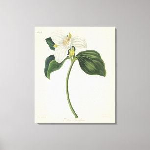 Stor blommig Trillium Canvastryck