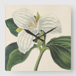 Stor blommig Trillium Fyrkantig Klocka