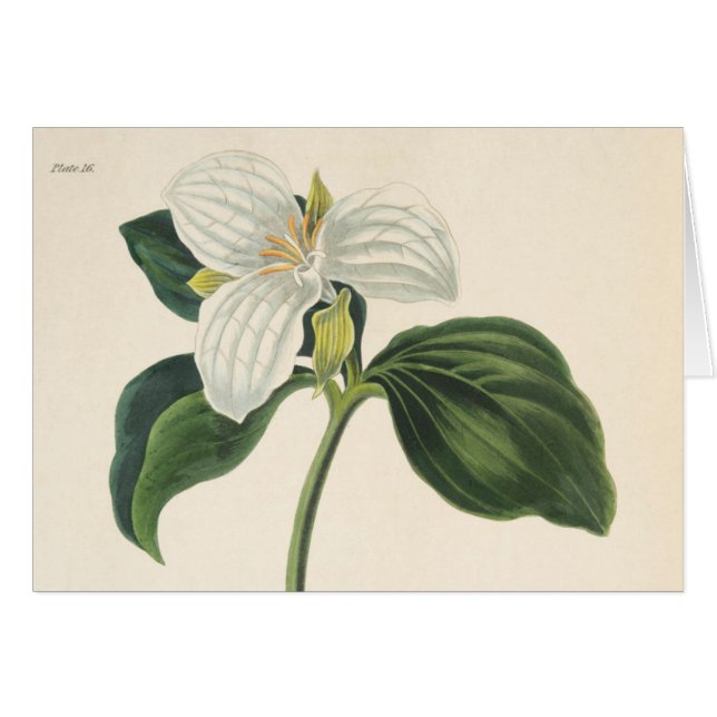 Stor blommig Trillium Hälsningskort (Framsidan Horizontal)