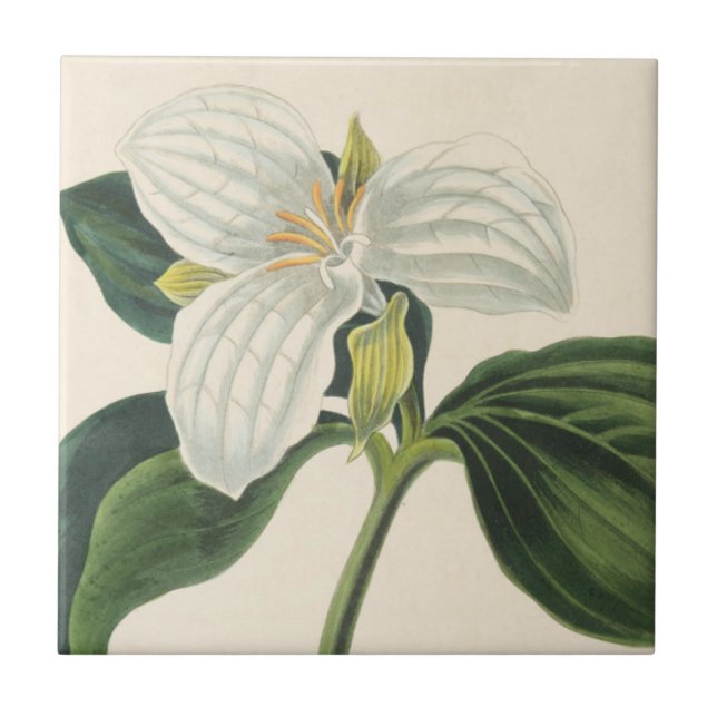 Stor blommig Trillium Kakelplatta (Framsidan)