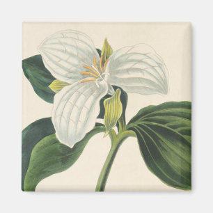 Stor blommig Trillium Magnet