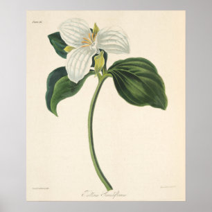Stor blommig Trillium Poster