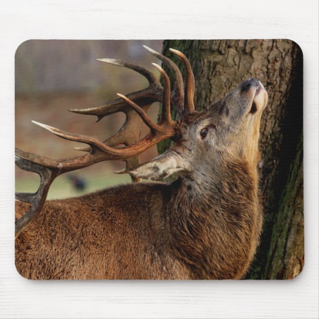 Stor Bocksbuck Musmatta (Framsidan)