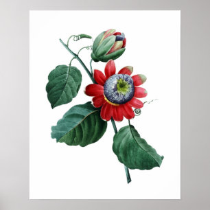 Stor botanisk skrift av PASSIFLORA av Redoute Poster