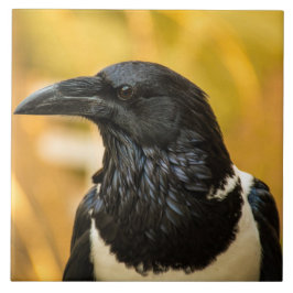 Stor brokig kråka (15x15 cm) keramisk fototegel kakelplatta