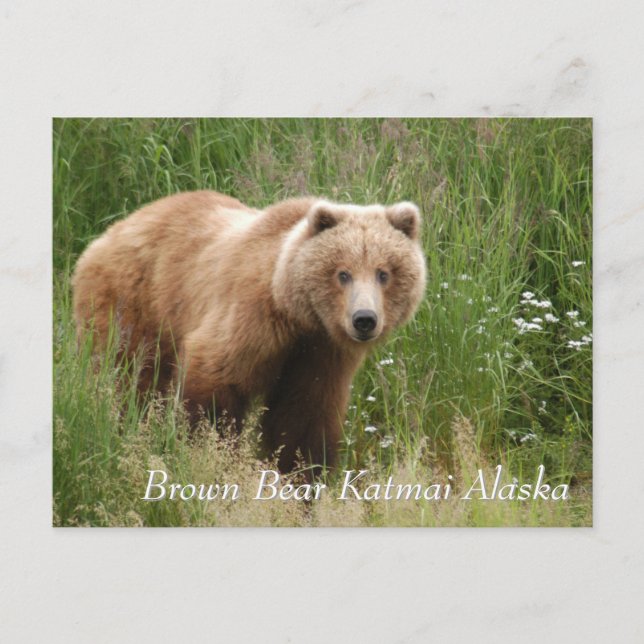 Stor Brown Bear Katmai Alaska Vykort (Framsida)