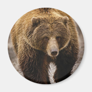 stor brun björn magnet