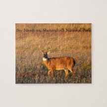 Stor Buck, Big Meadows, Shenandoah Nationalpark