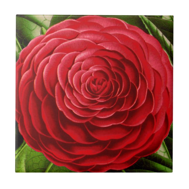 Stor Camellia-Blommar, Deep Red-skuggor Kakelplatta (Framsidan)