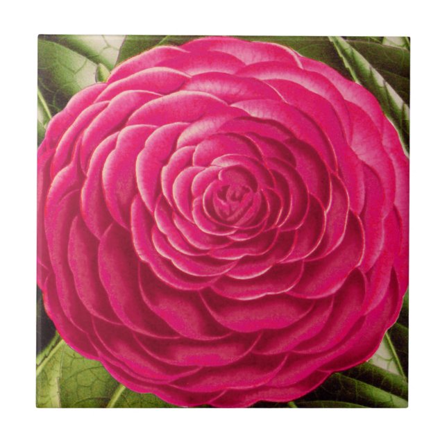 Stor Camellia Blommar, Fuchsia Rosa Kakelplatta (Framsidan)