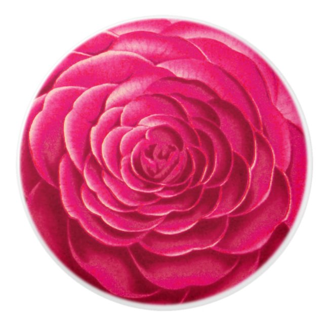 Stor Camellia Blommar, Fuchsia Rosa Knopp (Framsidan)