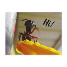 Stor Carpenter Ant Wave-Hej