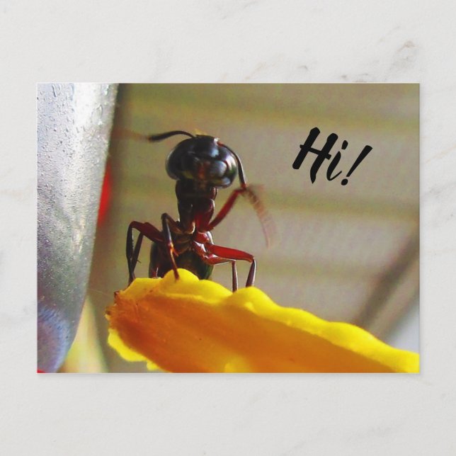 Stor Carpenter Ant Wave-Hej Vykort (Framsida)