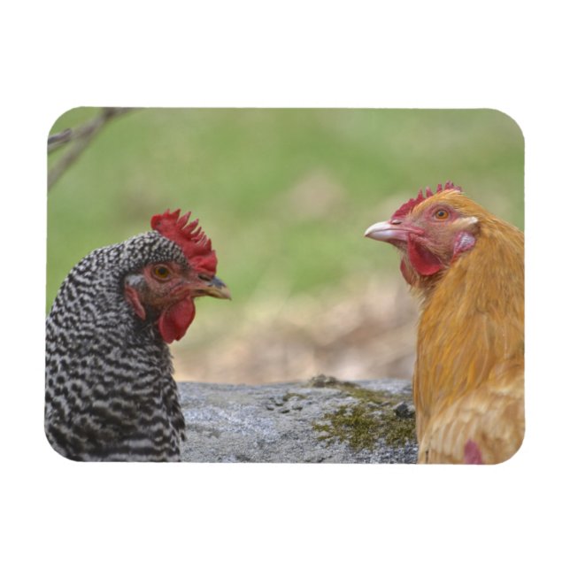 Stor Chicken Magnet (Horisontell)