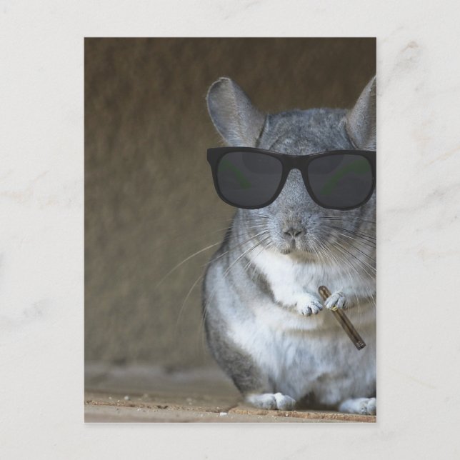 Stor Chinchilla Vykort (Framsida)