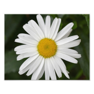 Stor Daisy Fototryck