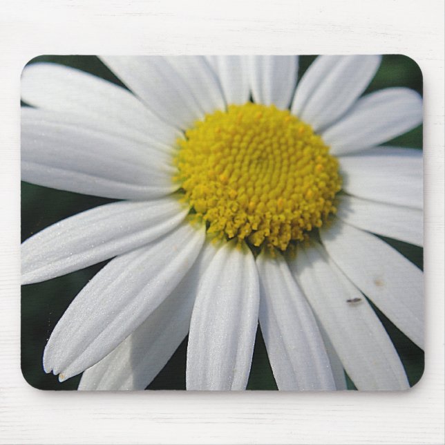 Stor Daisy Musmatta (Framsidan)