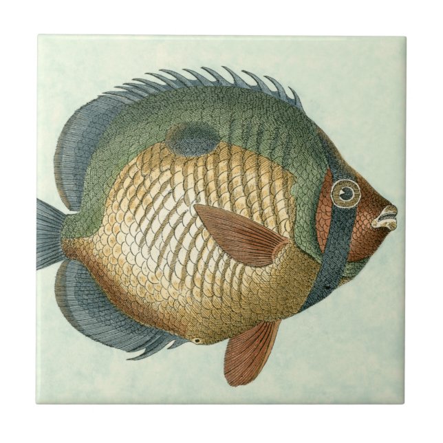 Stor färglös fisk kakelplatta (Framsidan)