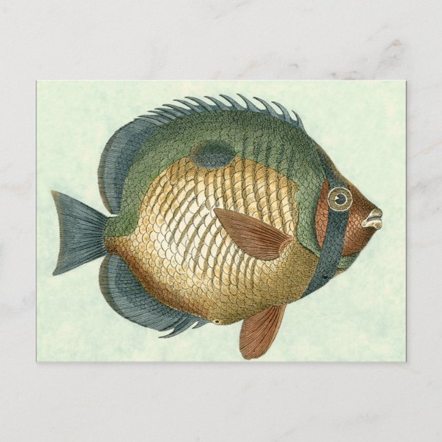 Stor färglös fisk vykort (Framsida)
