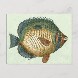 Stor färglös fisk vykort