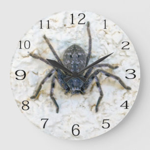 Stor Female Huntsman Spider Klocka