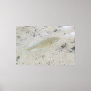 Stor fiskkonst i Canvas