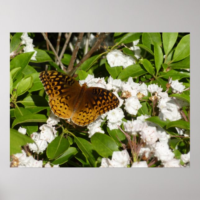 Stor fläckig pärlemorfjäril på Mountain Laurel Poster (Framsidan)