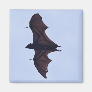 Stor flygfladdermöss magnet