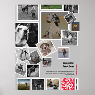 Stor Great Dane-valp till salu Poster