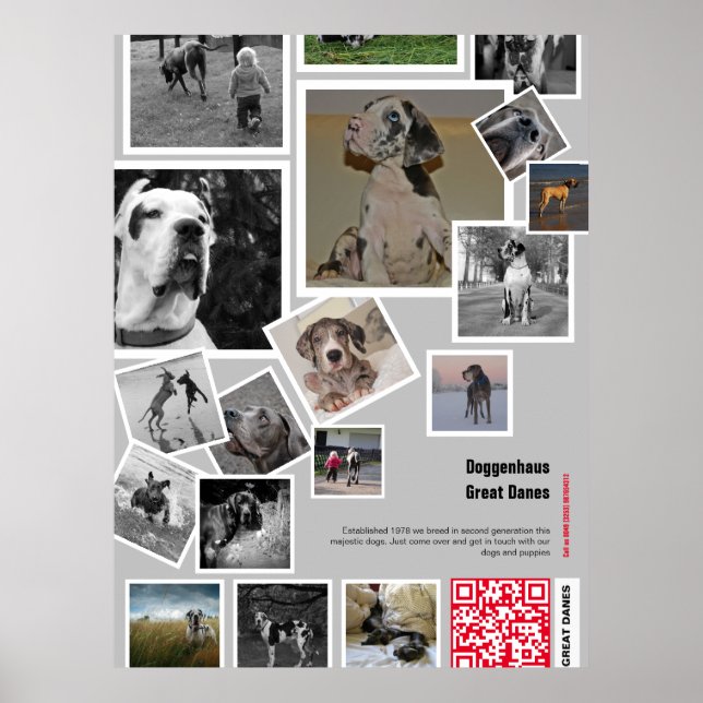 Stor Great Dane-valp till salu Poster (Framsidan)
