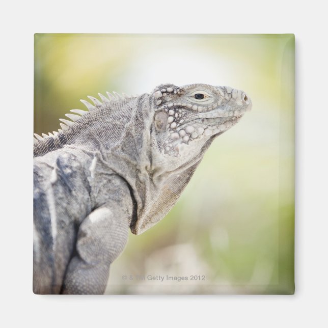 Stor grönt Iguana bad i sol i Magnet (Framsidan)