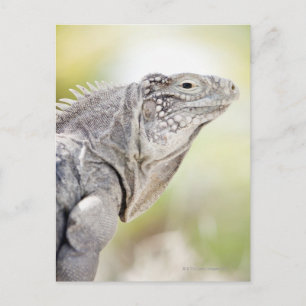 Stor grönt Iguana bad i sol i Vykort