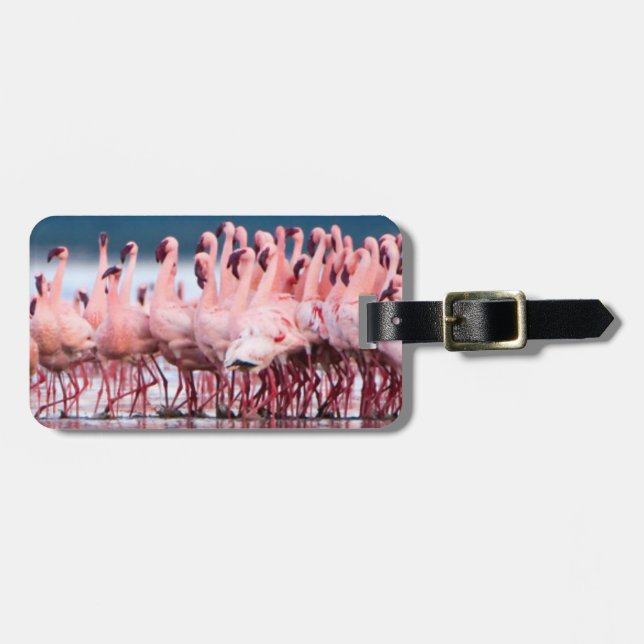 Stor grupp av mindre flamingor bagagebricka (Horisontell Framsida)
