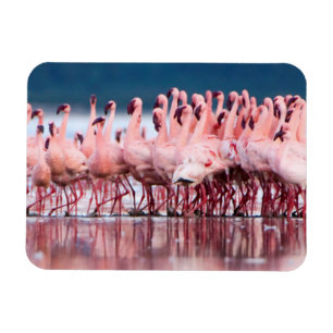 Stor grupp av mindre flamingor magnet