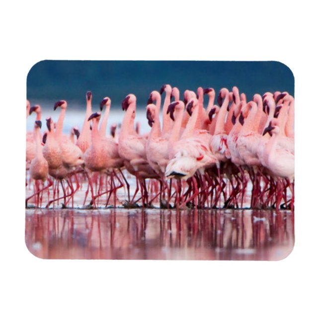 Stor grupp av mindre flamingos magnet (Horisontell)