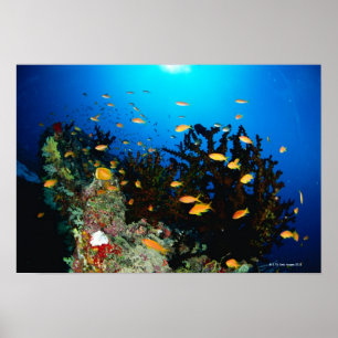 Stor grupp av simning för havsGoldie fisk Poster