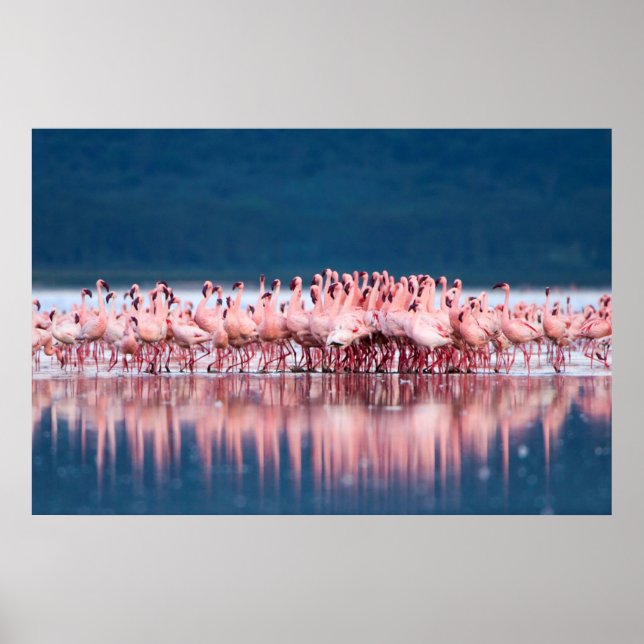 Stor grupp med mindre flamingor poster (Framsidan)