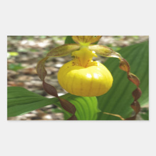 Stor gul Cypripedium för damhäftklammermatare Rektangulärt Klistermärke