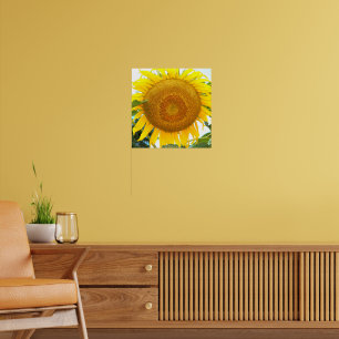 Stor gul solros blom poster