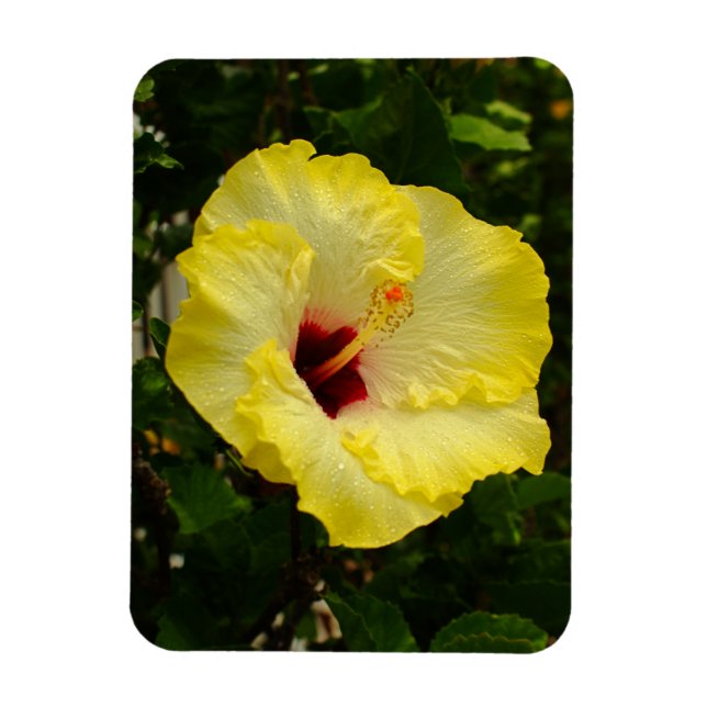 Stor Gult Hibiscus Flower Magnet (Vertikal)