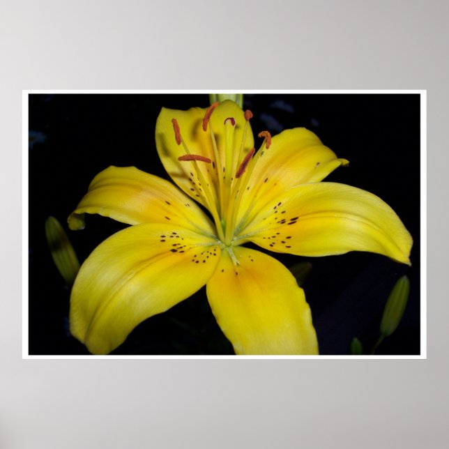 Stor Gult Lilie Poster (Framsidan)