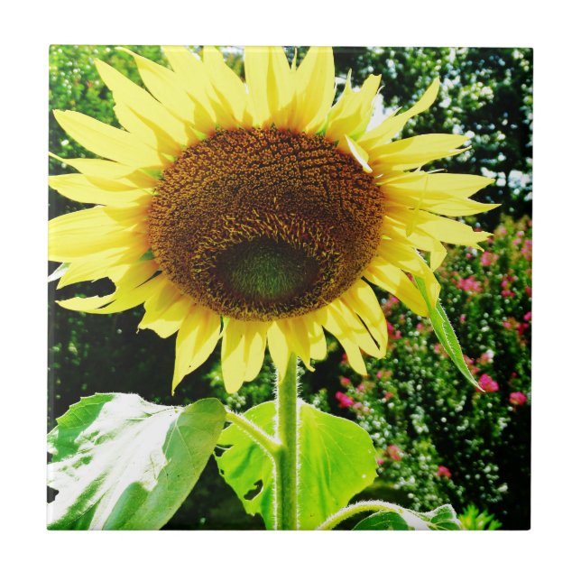 Stor gult Solros Kakelplatta (Framsidan)