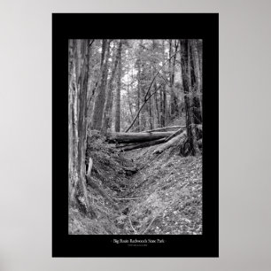 Stor handfatredwoodträddelstatspark poster