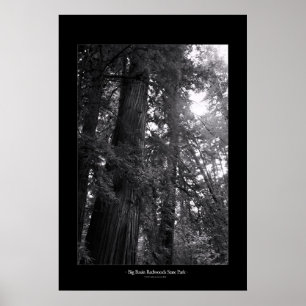 Stor handfatredwoodträddelstatspark poster