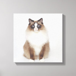 Stor Hårig Katt Canvastryck