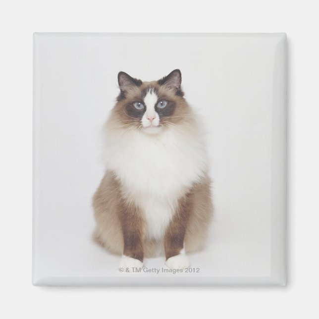 Stor Hårig Katt Magnet (Framsidan)