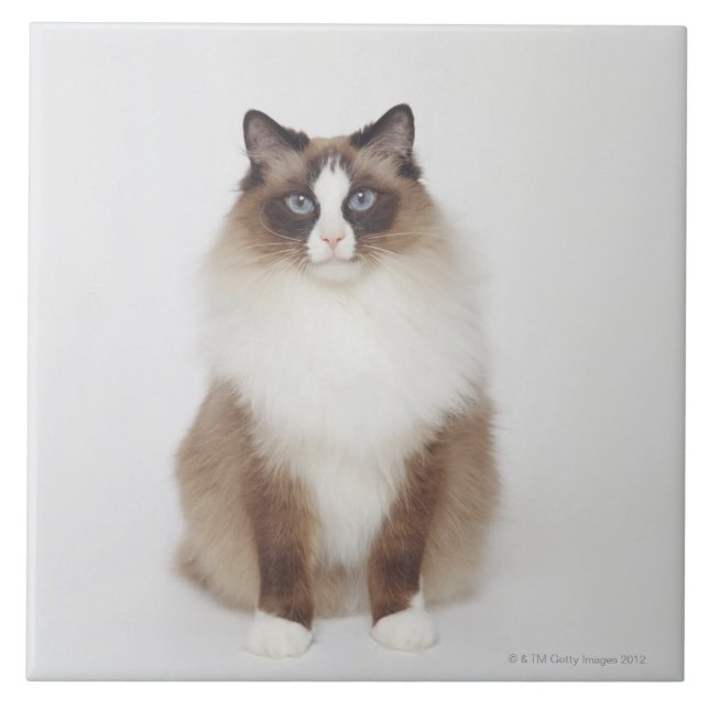 Stor hårigkatt kakelplatta (Framsidan)